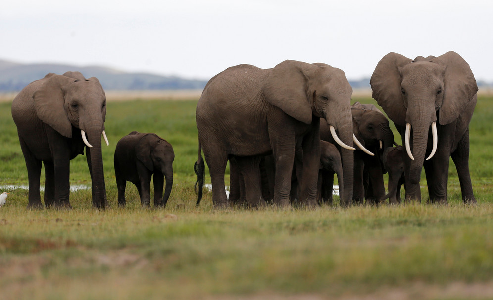 African elephants poached for ivory